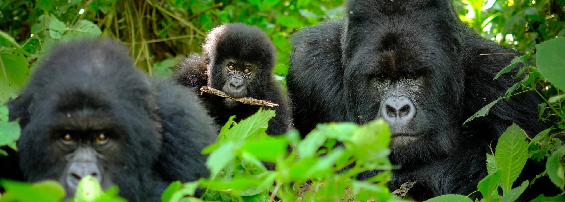 Buhoma oder Rushaga: Welcher Bwindi-Sektor ist besser?