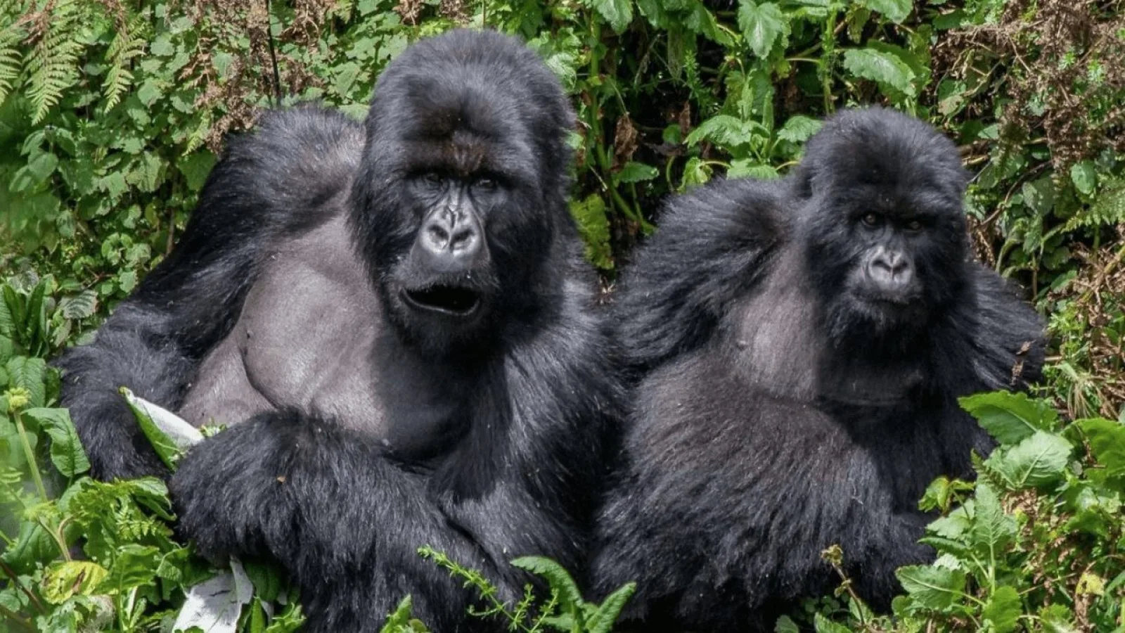 Buhoma oder Rushaga: Wo sieht man besser Gorillas