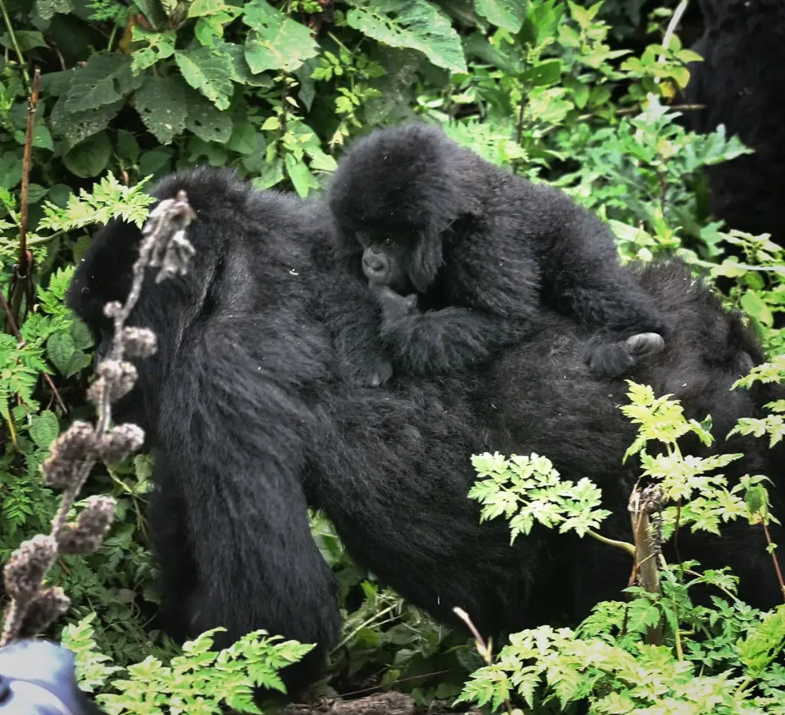 Chimpanzee trekking combined with a gorilla safari