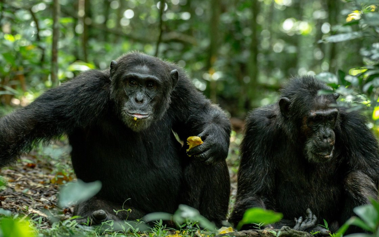 Chimpanzee trekking in Kibale