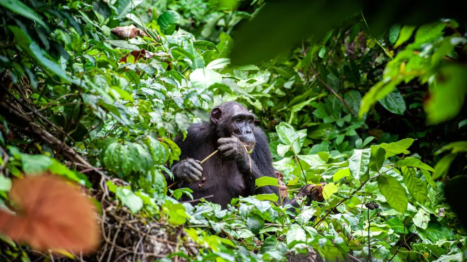 Chimpanzee trekking in Kibale