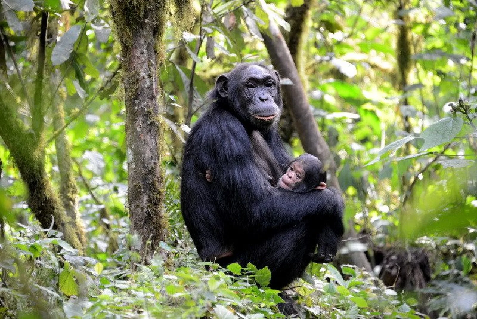 Chimpanzee trekking in Kibale