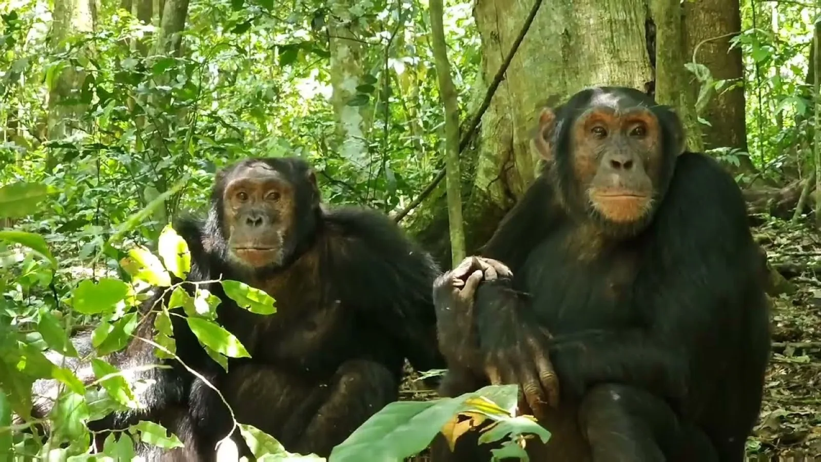 Chimpanzee trekking in Kibale