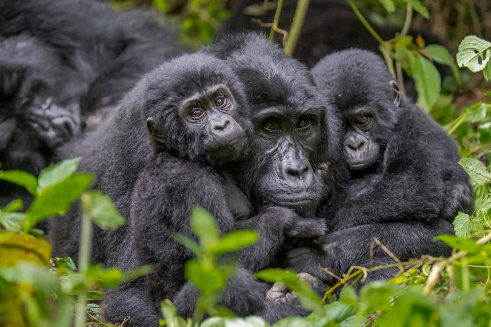 Chimpanzee trekking in Uganda