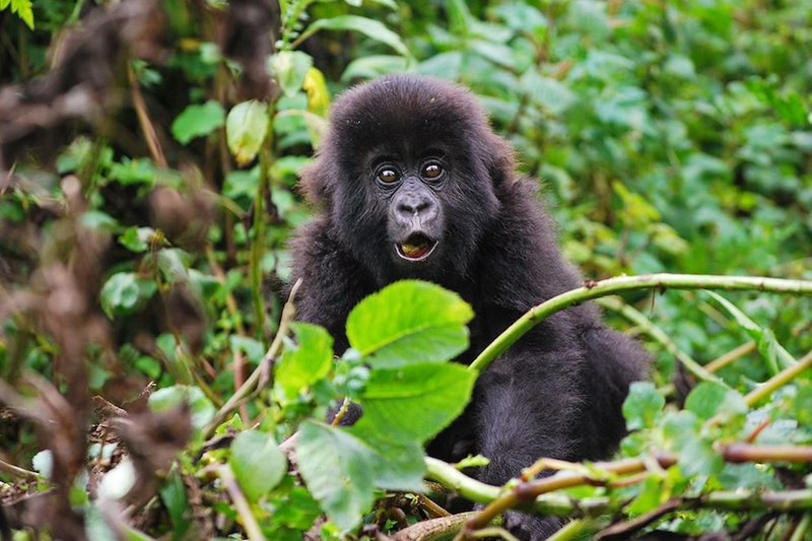 Chimpanzee trekking in Uganda
