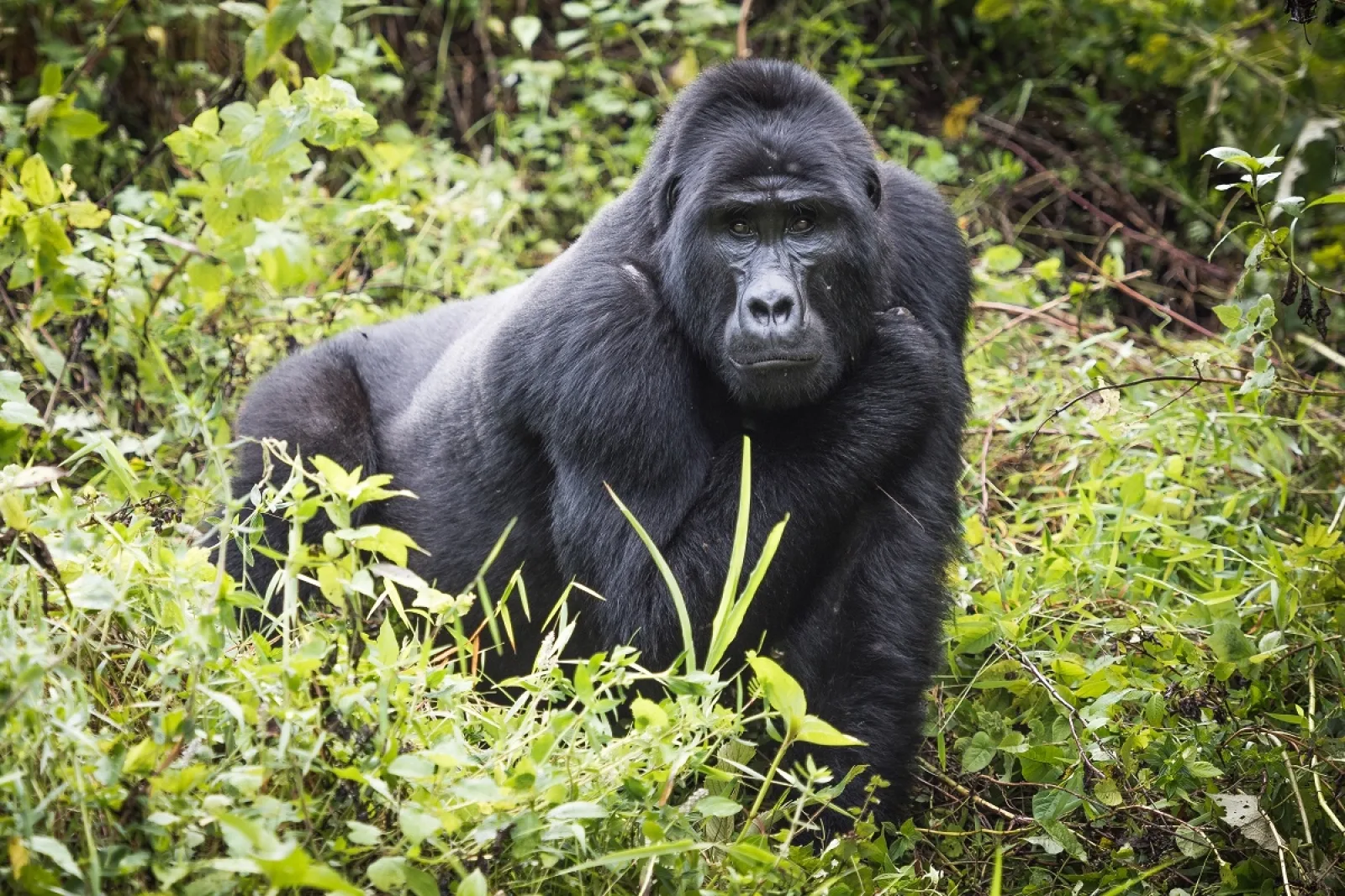 Chimpanzee trekking in Uganda