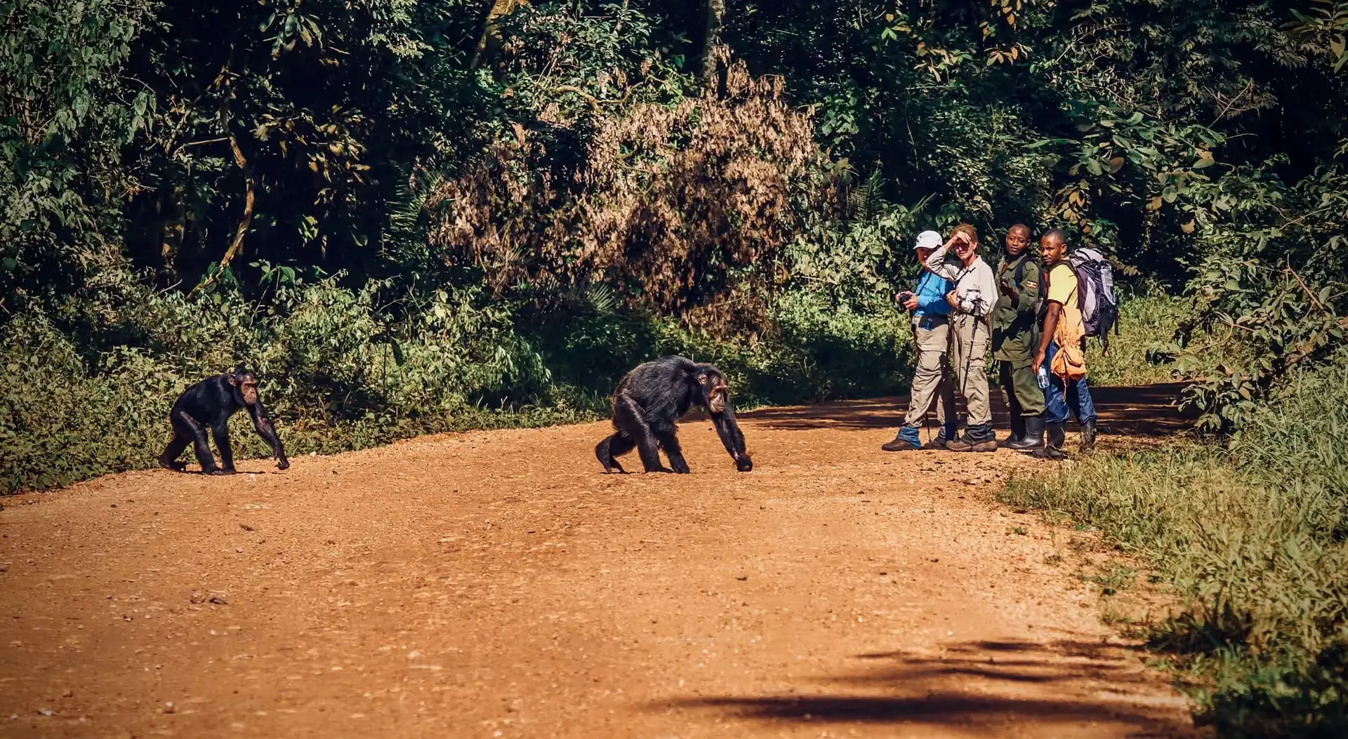Chimpanzee trekking in Uganda