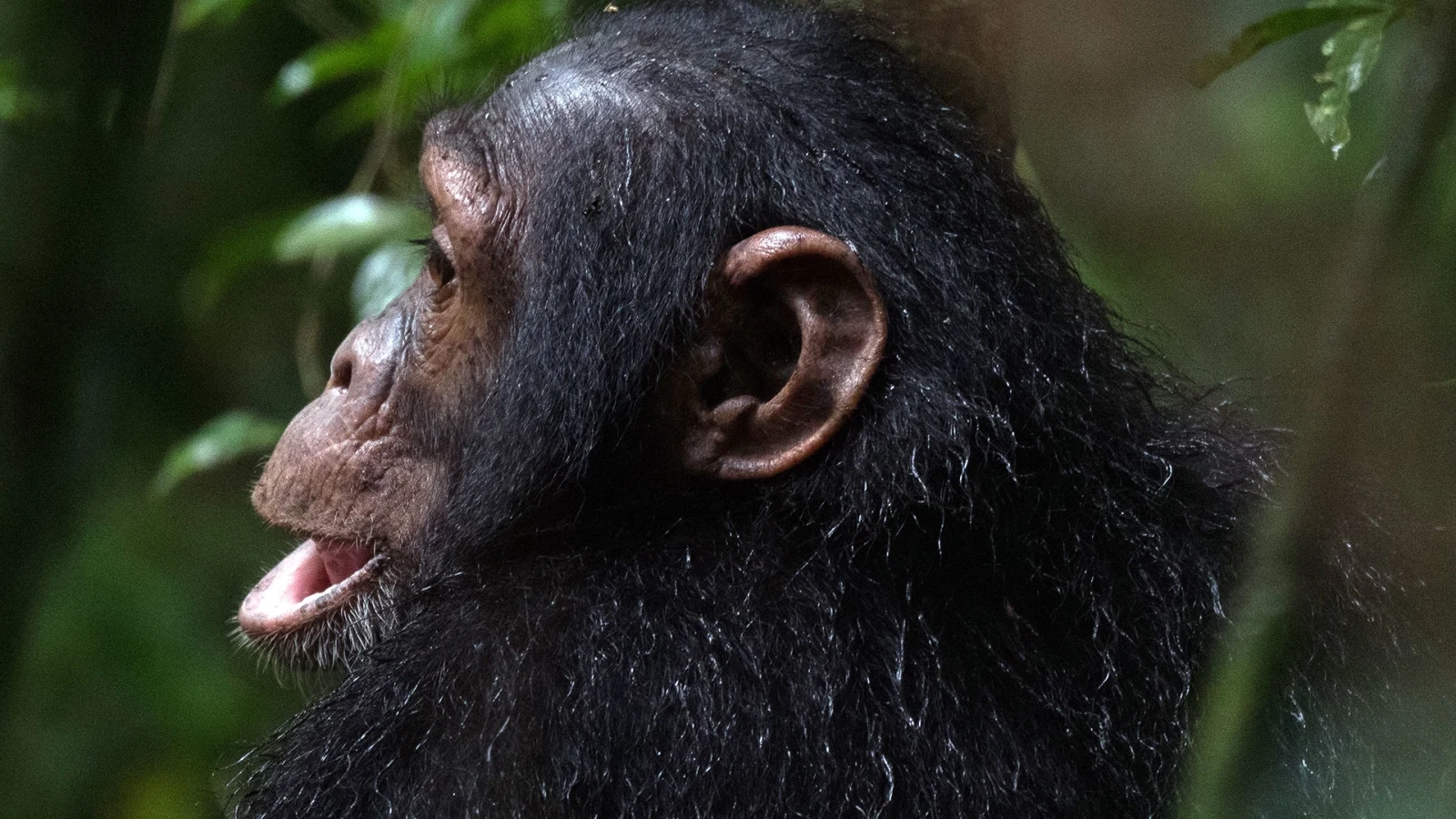 Chimpanzee trekking in Uganda