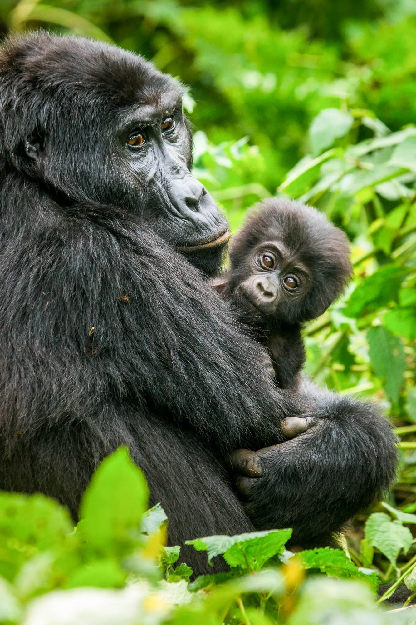 Chimpanzee trekking in Uganda