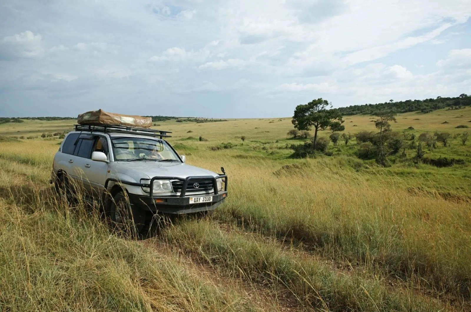 Chimpanzee trekking in Uganda