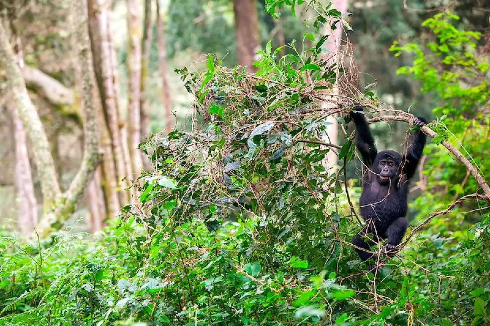 Chimpanzee trekking in Uganda