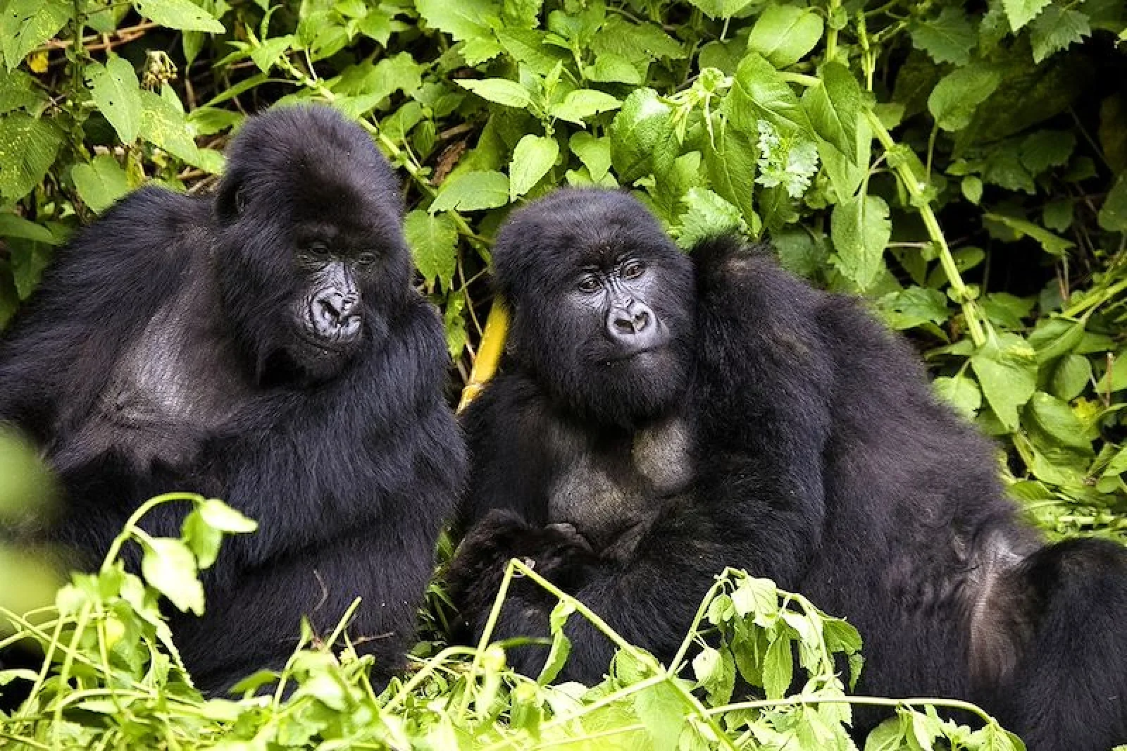 Chimpanzee trekking in Uganda