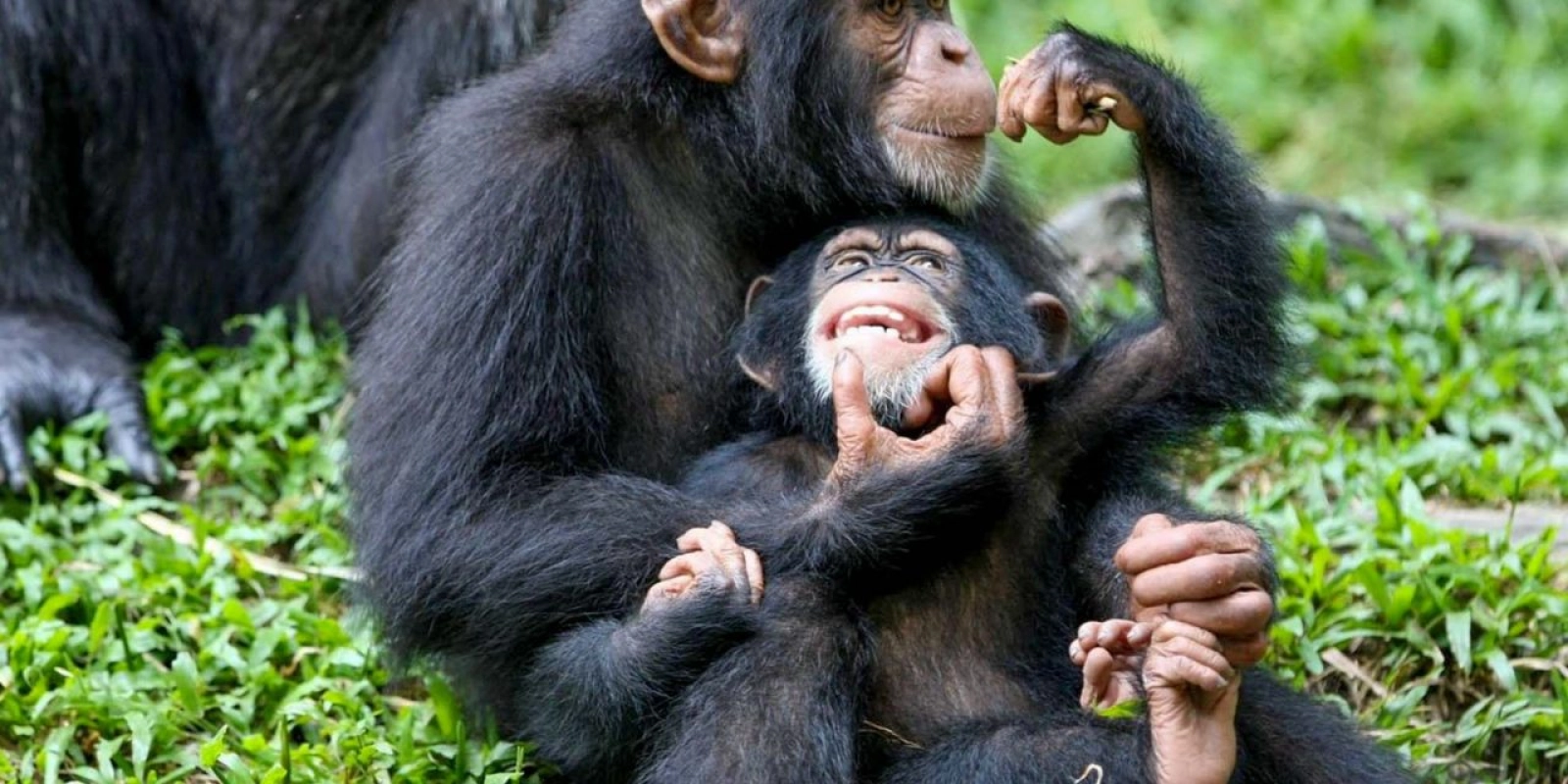 Chimpanzee trekking in Uganda