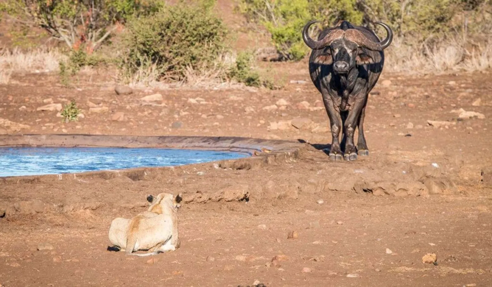 Dernière minute signifie-t-elle safari pas cher