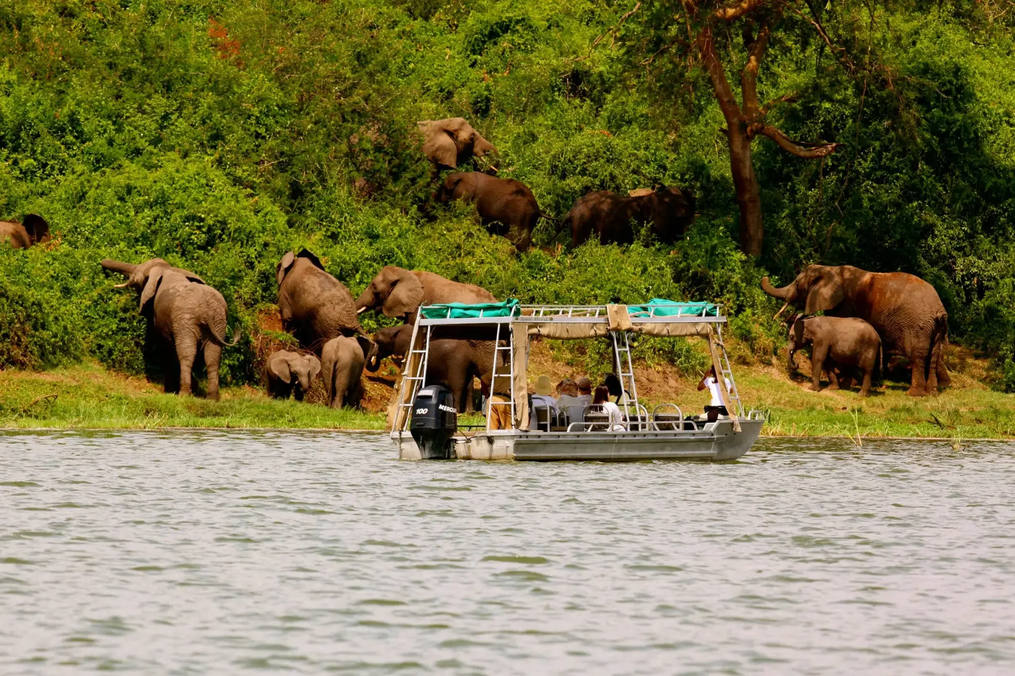 Elefanten Safari Uganda: Die besten Parks