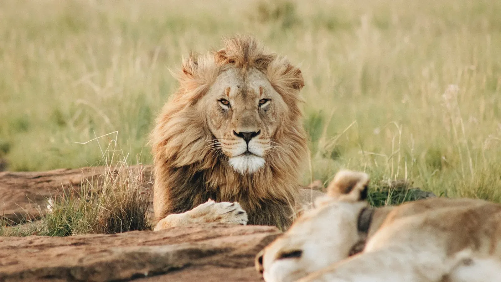 Game drive in Kruger National Park
