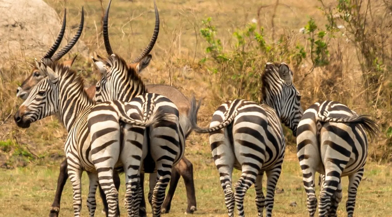 Game drive in Lake Mburo