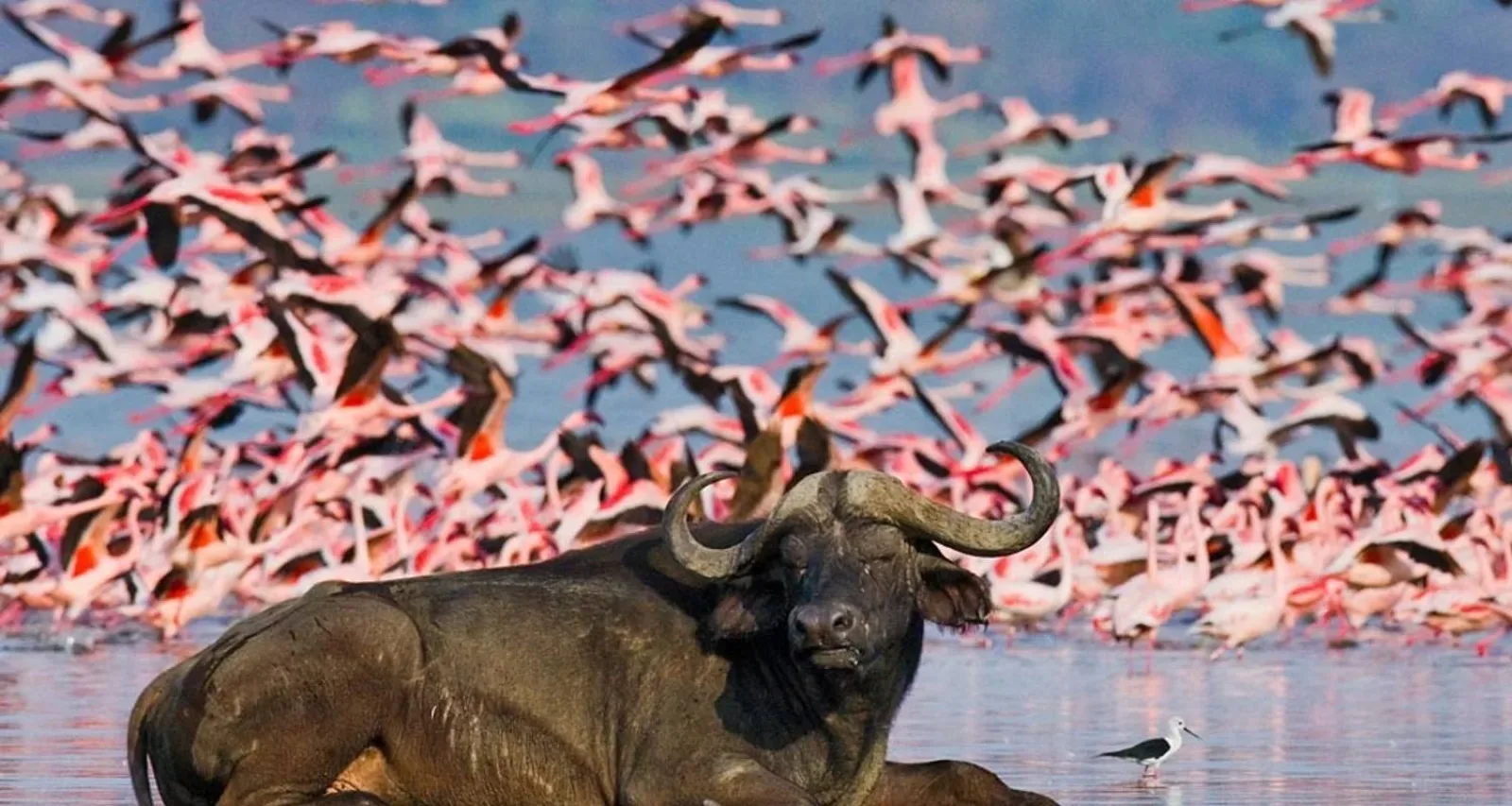 Game drive on an African safari