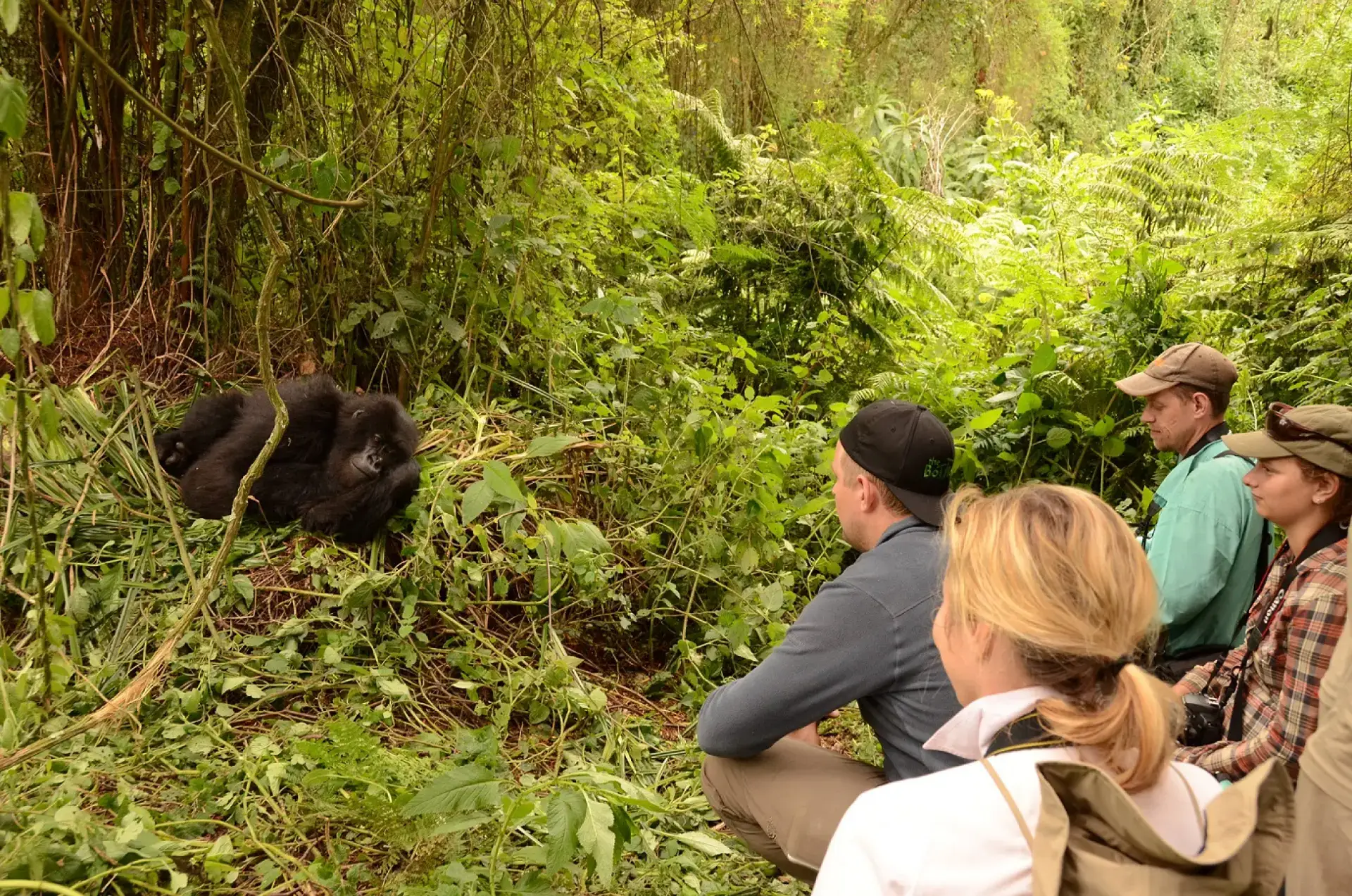 Gorilla Habituation Experience Uganda