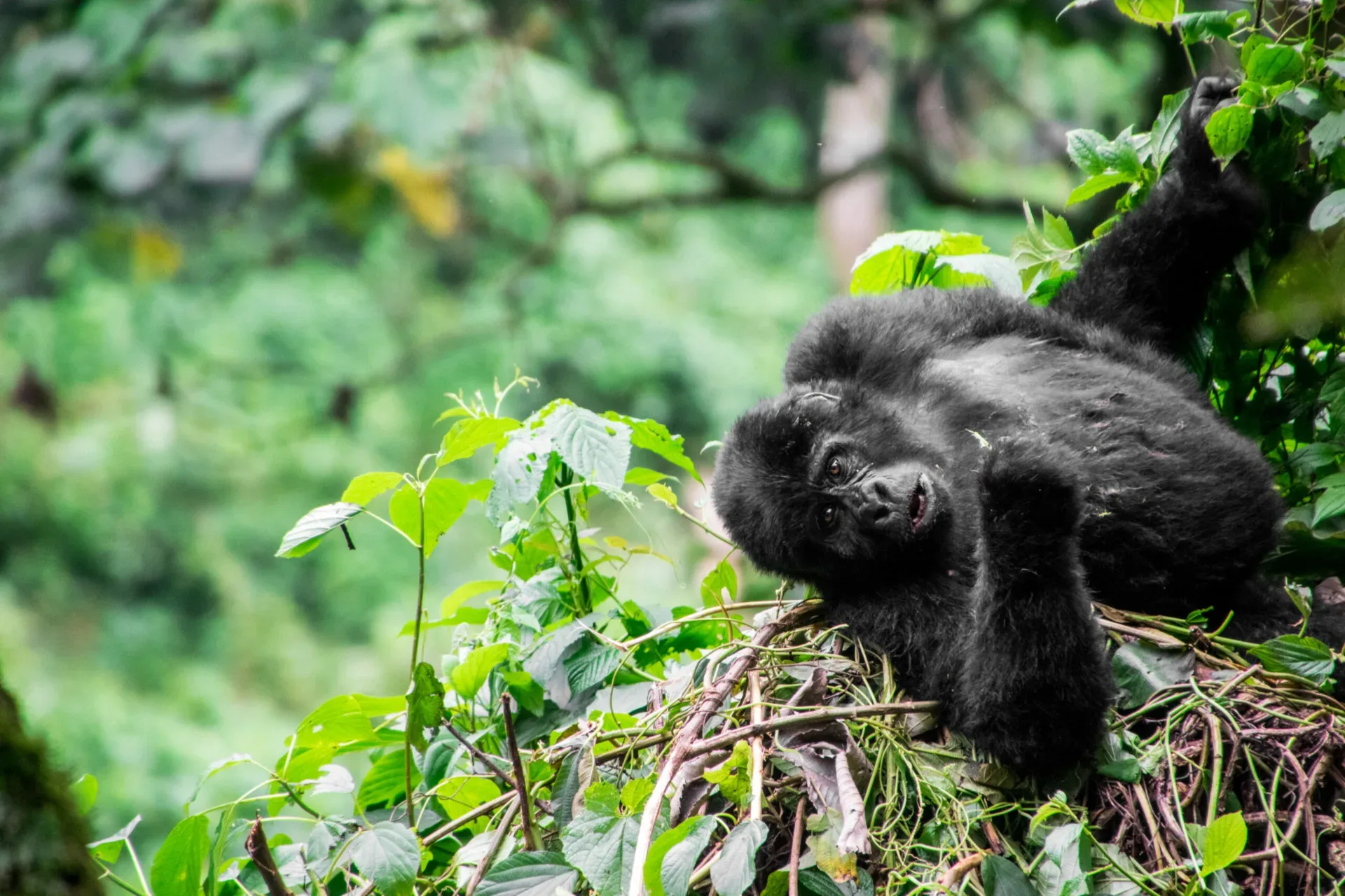 Gorilla Permit stornieren oder umbuchen