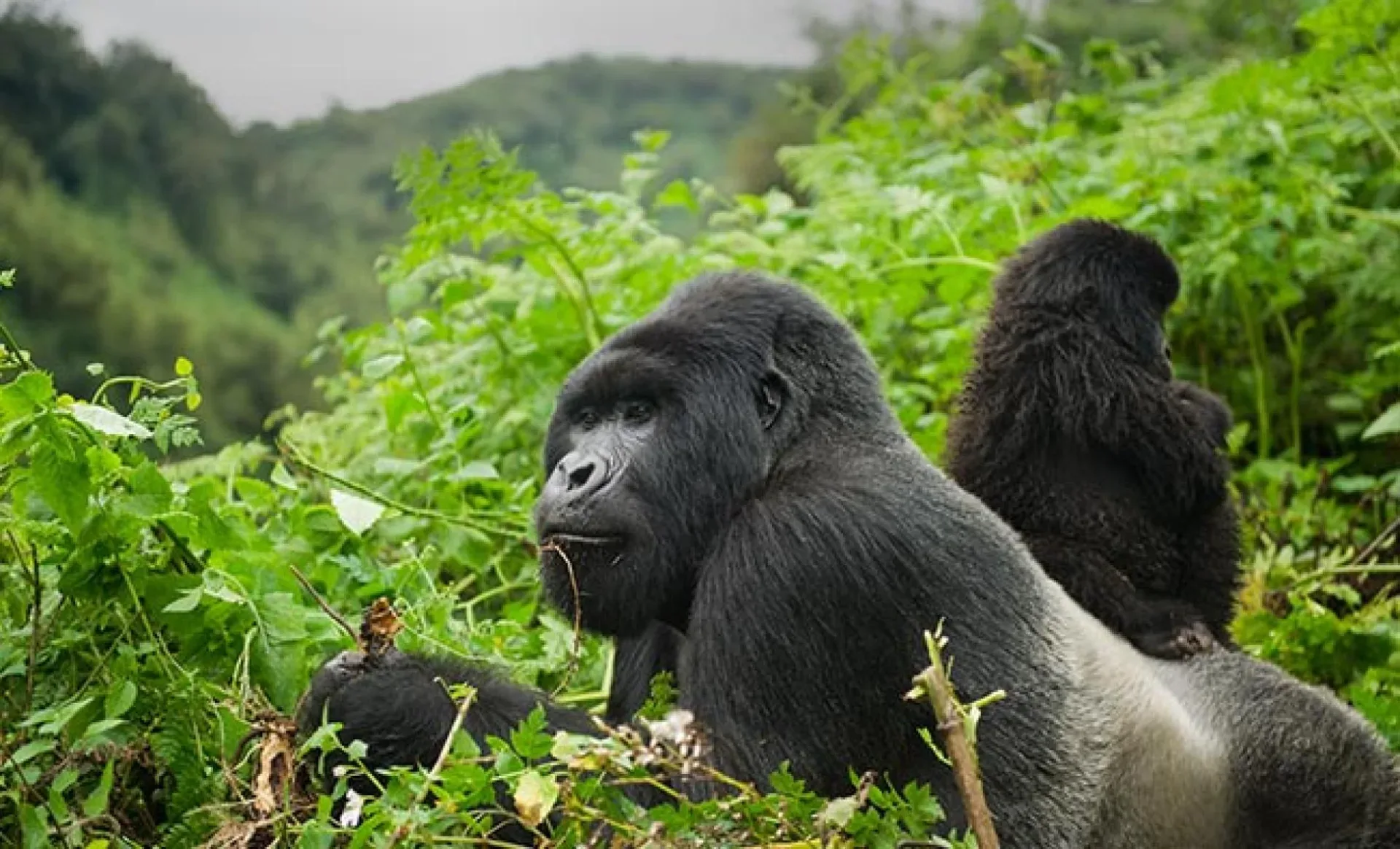 Gorilla Trekking aus Deutschland