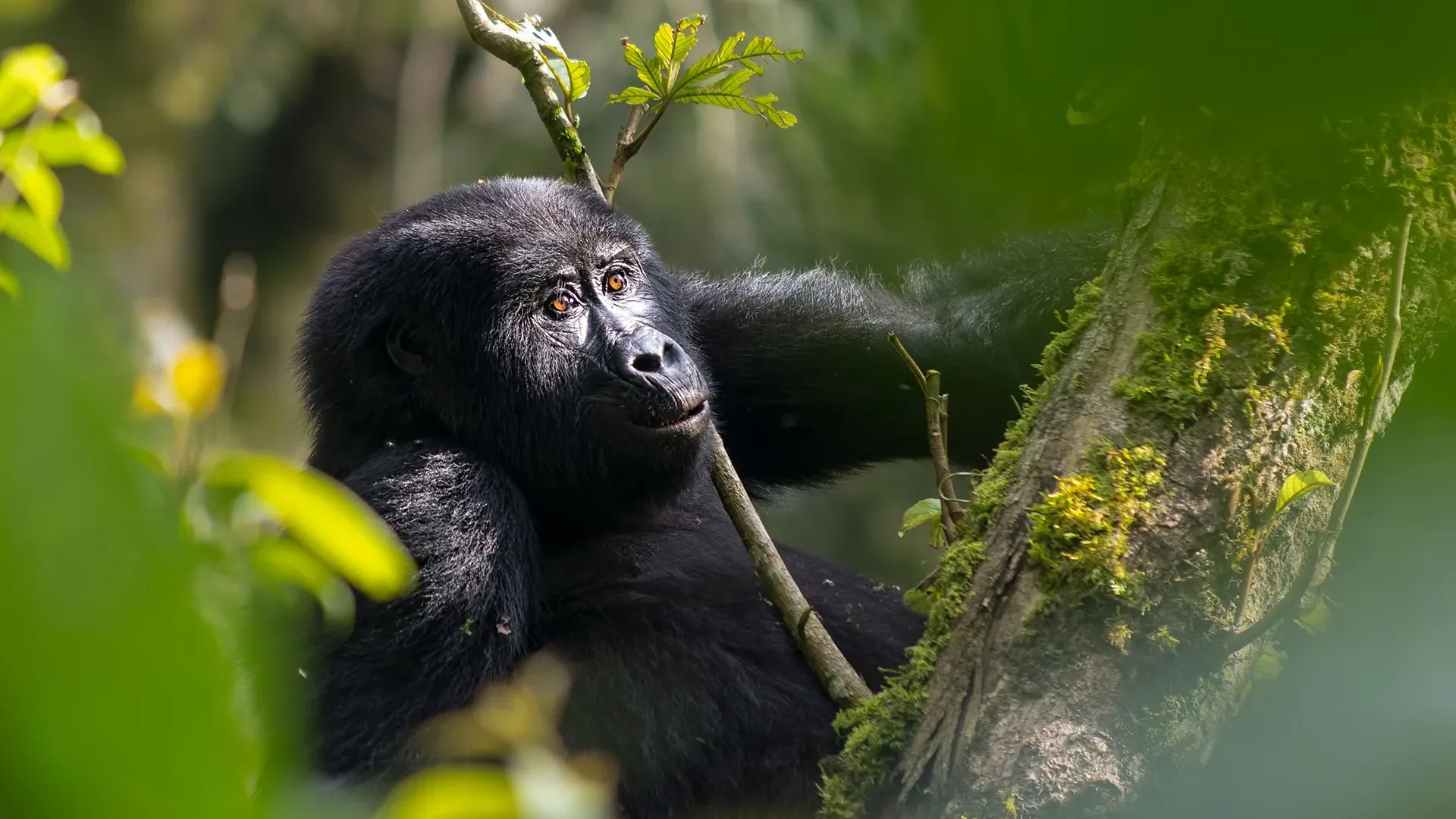 Gorilla Trekking Bwindi: Kompletter Guide
