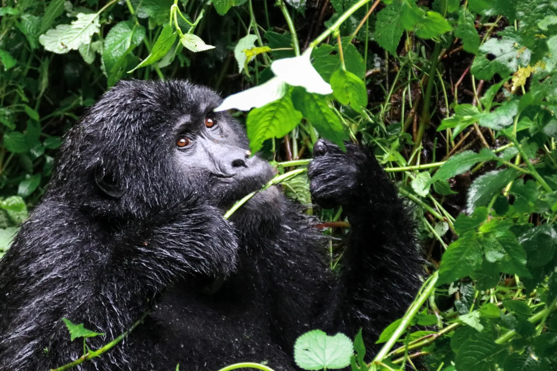 Gorilla Trekking Dauer: Wie lange dauert die Wanderung?