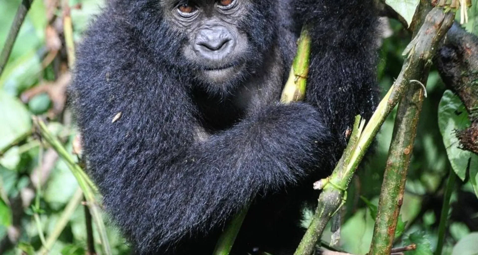 Gorilla Trekking für Senioren
