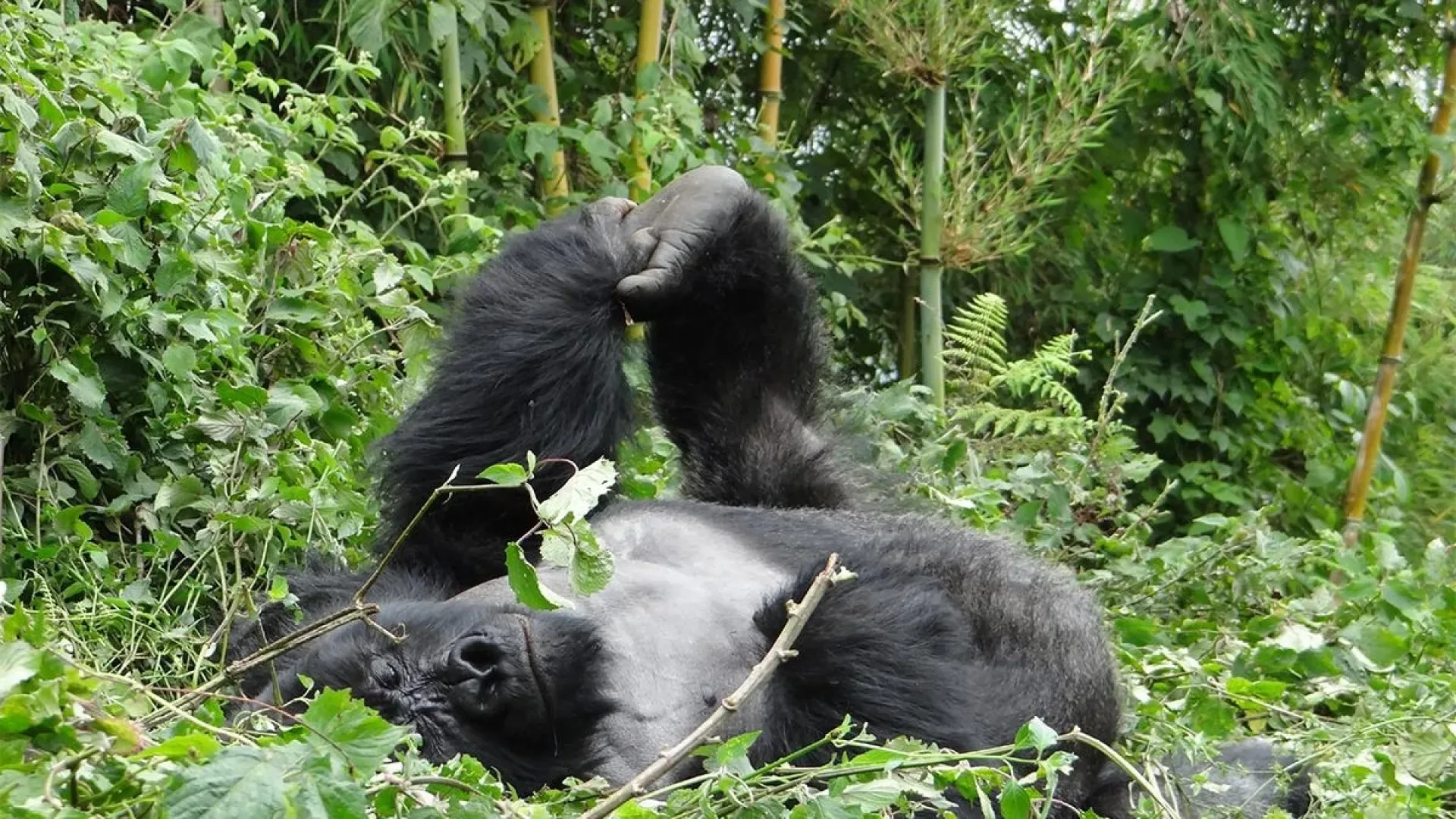 Gorilla Trekking im Dezember: Wetter, Permits & Bedingungen