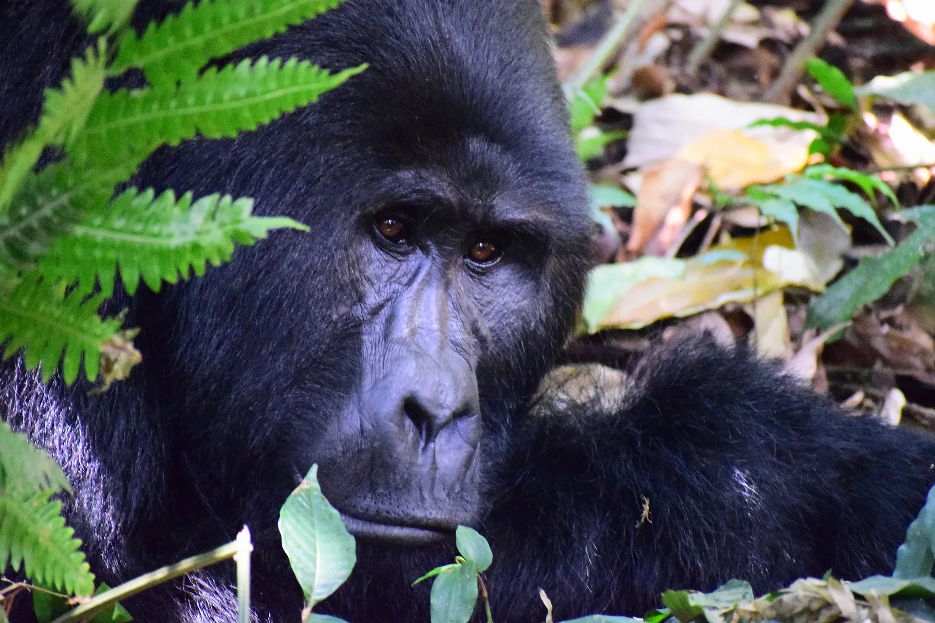 Gorilla Trekking im Februar: Wetter, Permits & Bedingungen