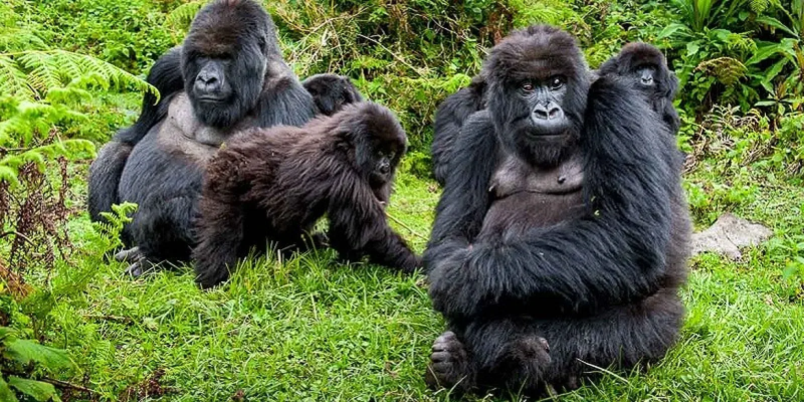 Gorilla trekking in Bwindi Impenetrable National Park