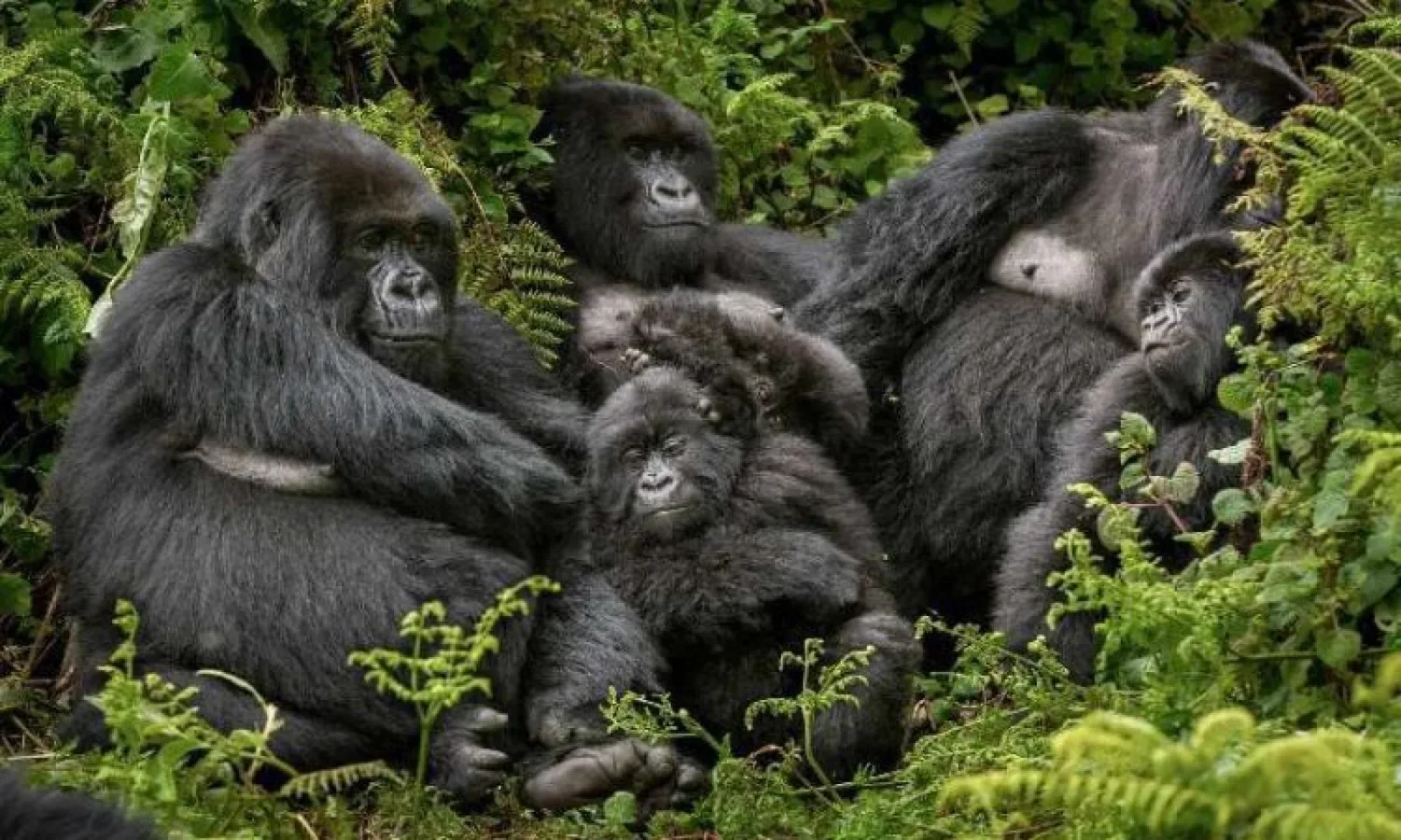 Gorilla trekking in Bwindi Impenetrable National Park