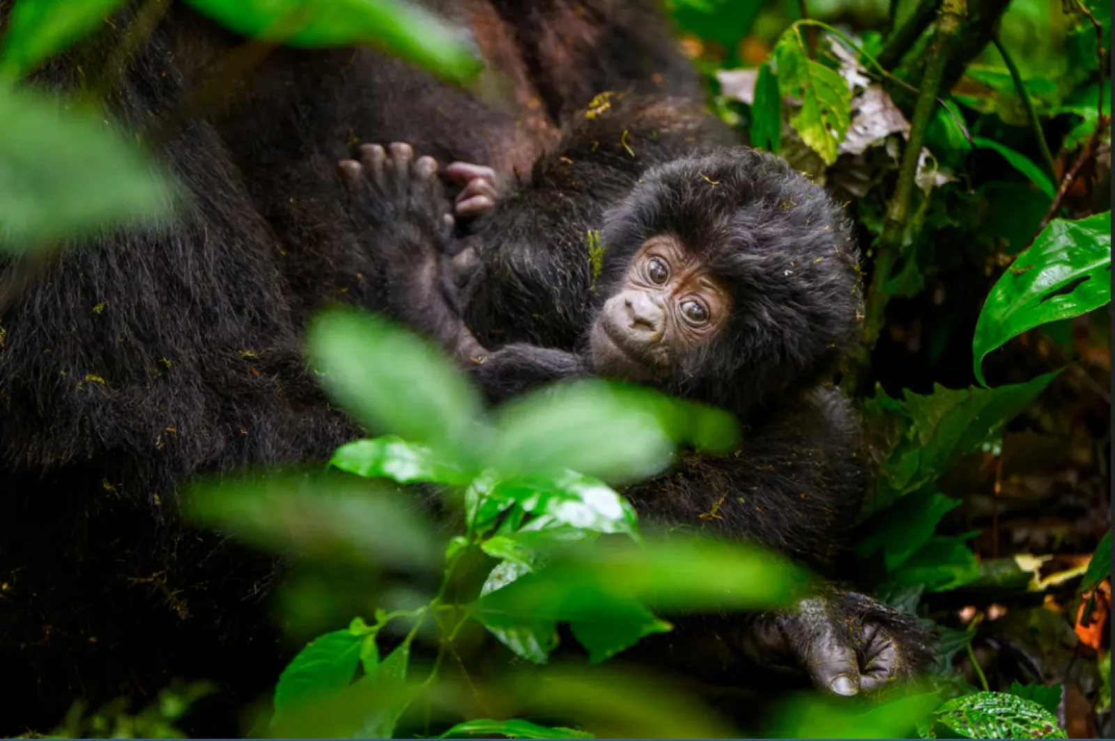 Gorilla trekking in Bwindi Impenetrable National Park