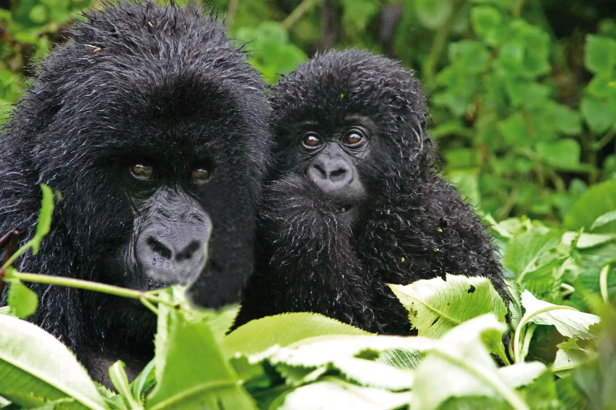 Gorilla Trekking in den Osterferien