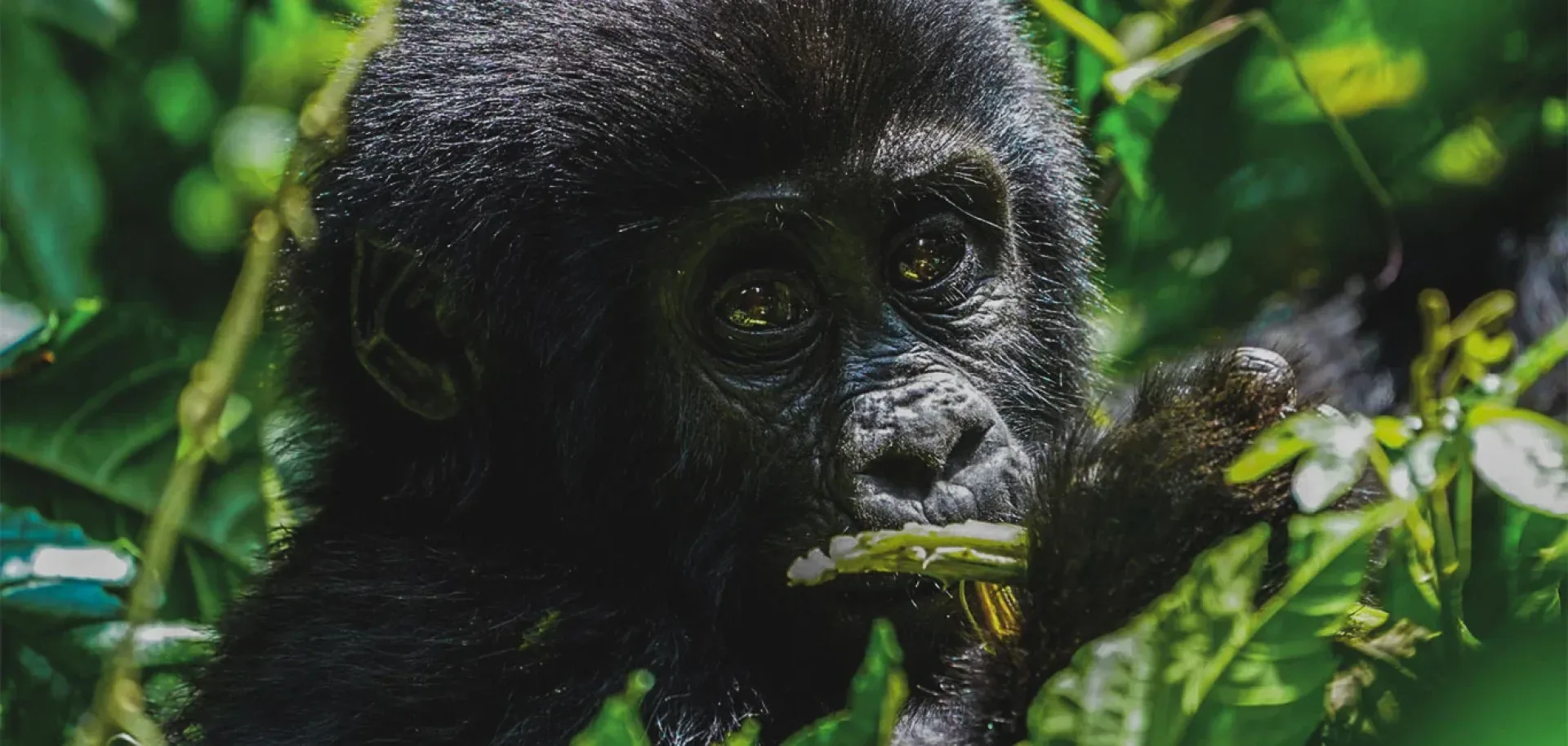 Gorilla Trekking in der Nebensaison
