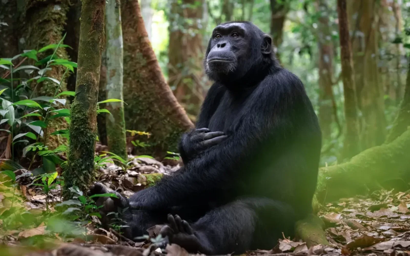 Gorilla trekking in Kibale