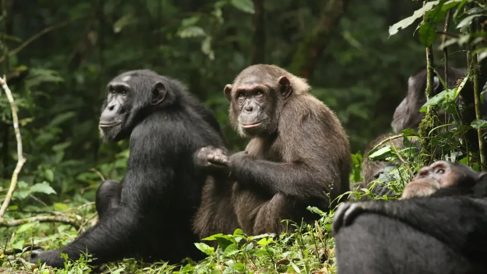 Gorilla trekking in Kibale