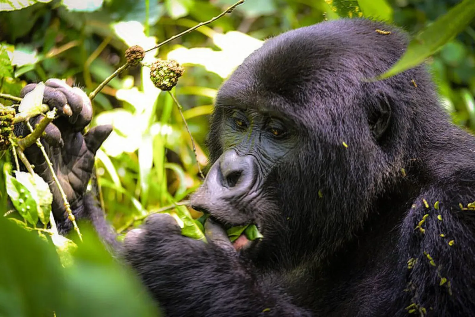Gorilla trekking in Kibale