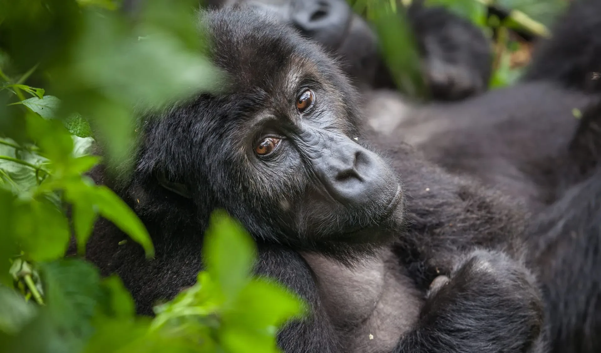 Gorilla trekking in Kigali