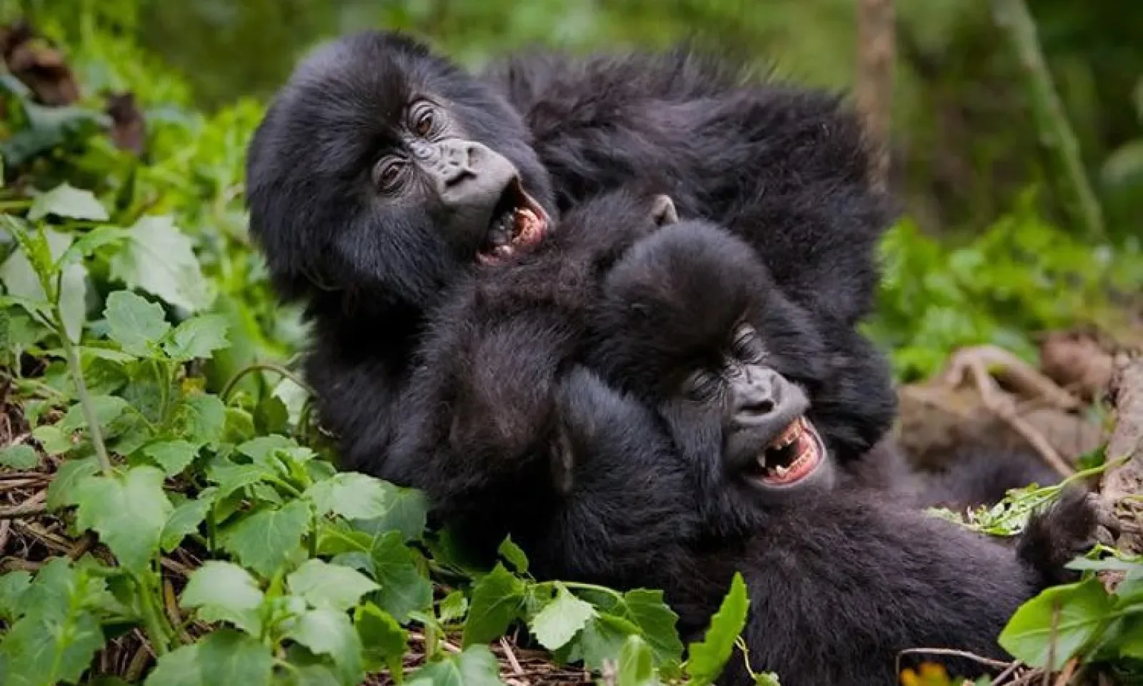 Gorilla trekking in Kigali