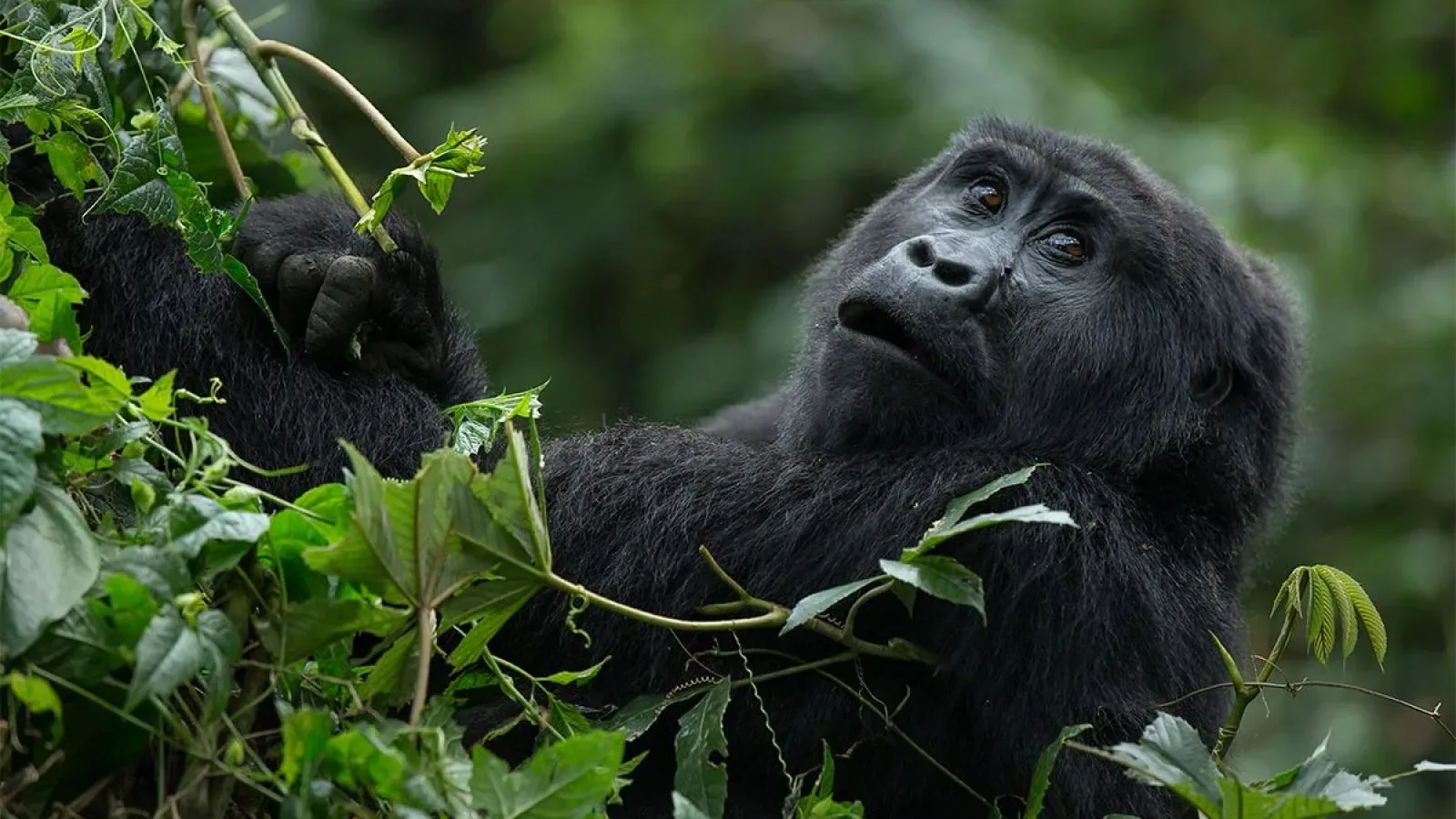 Gorilla trekking in Kigali