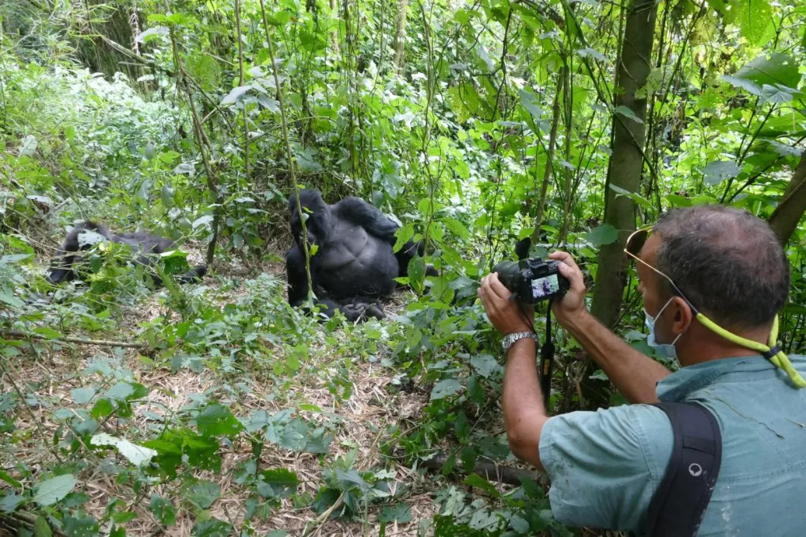 Gorilla trekking in Mgahinga Gorilla National Park
