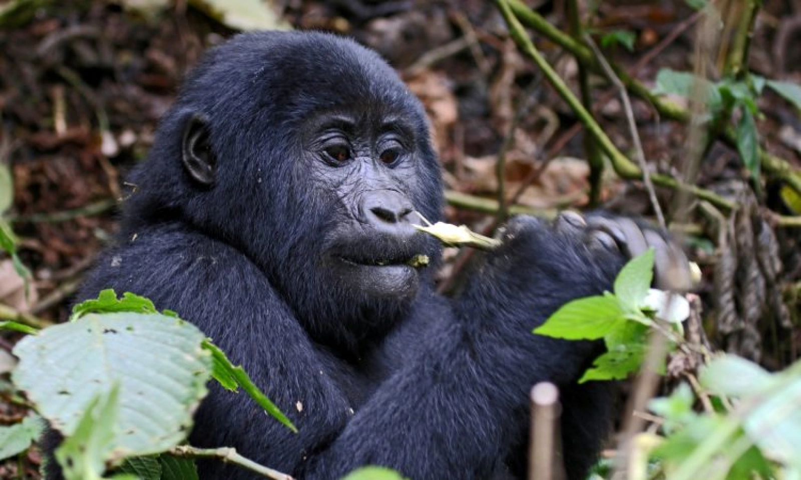 Gorilla trekking in Mgahinga Gorilla National Park