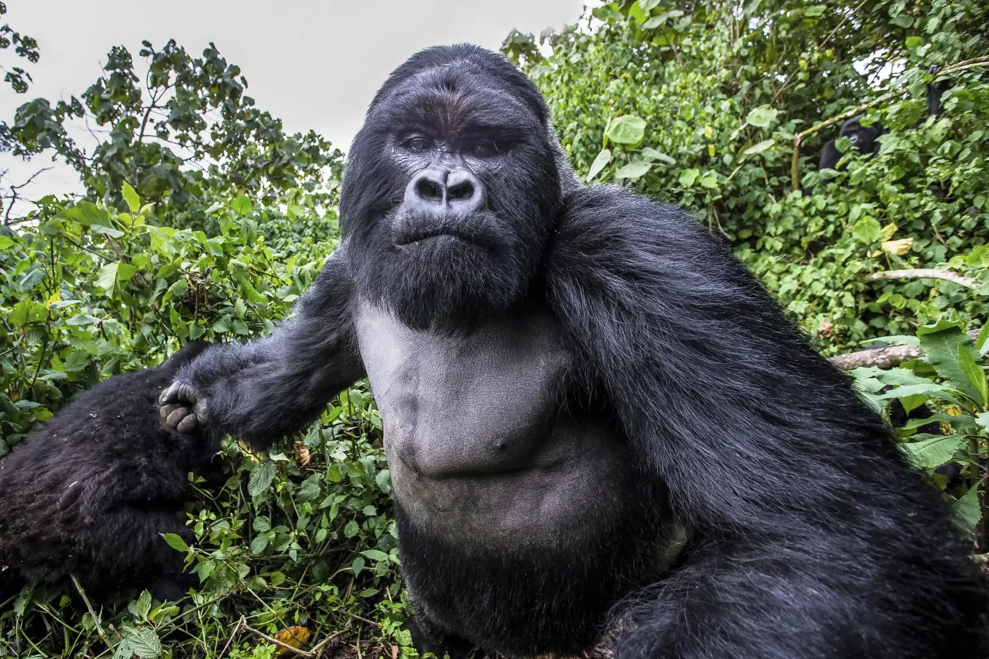 Gorilla trekking in Queen Elizabeth