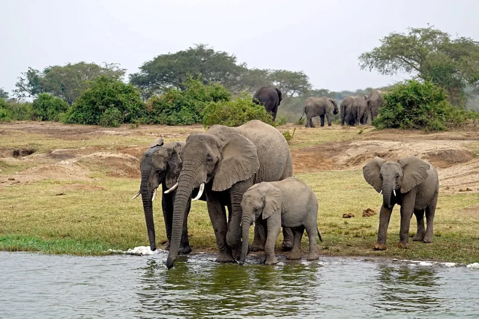 Gorilla trekking in Queen Elizabeth National Park