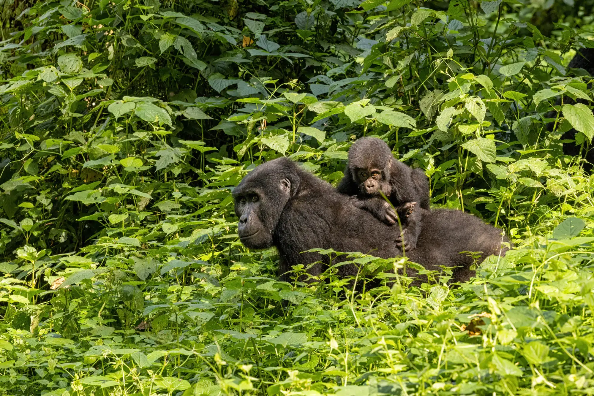 Gorilla trekking in Serengeti