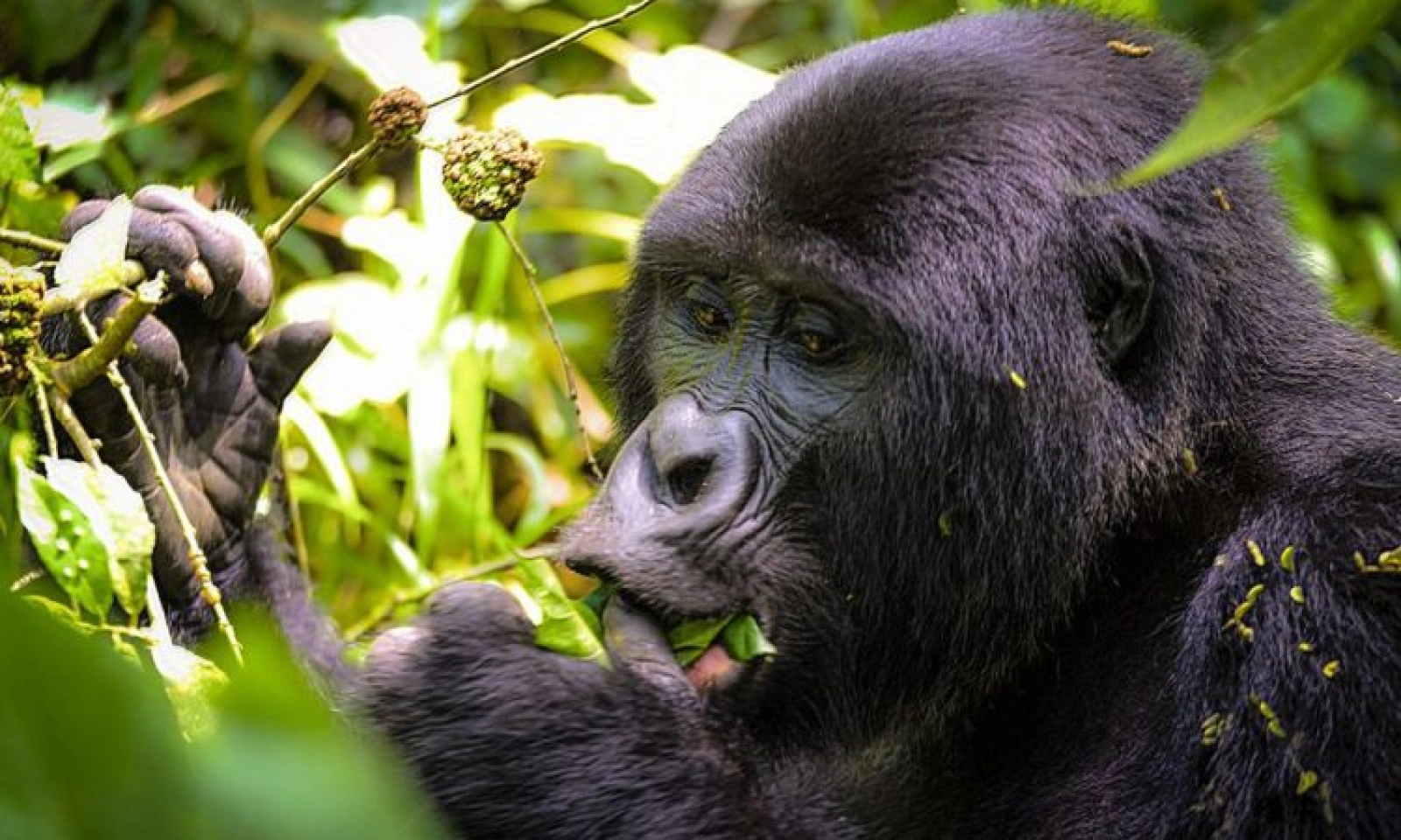 Gorilla trekking in Uganda
