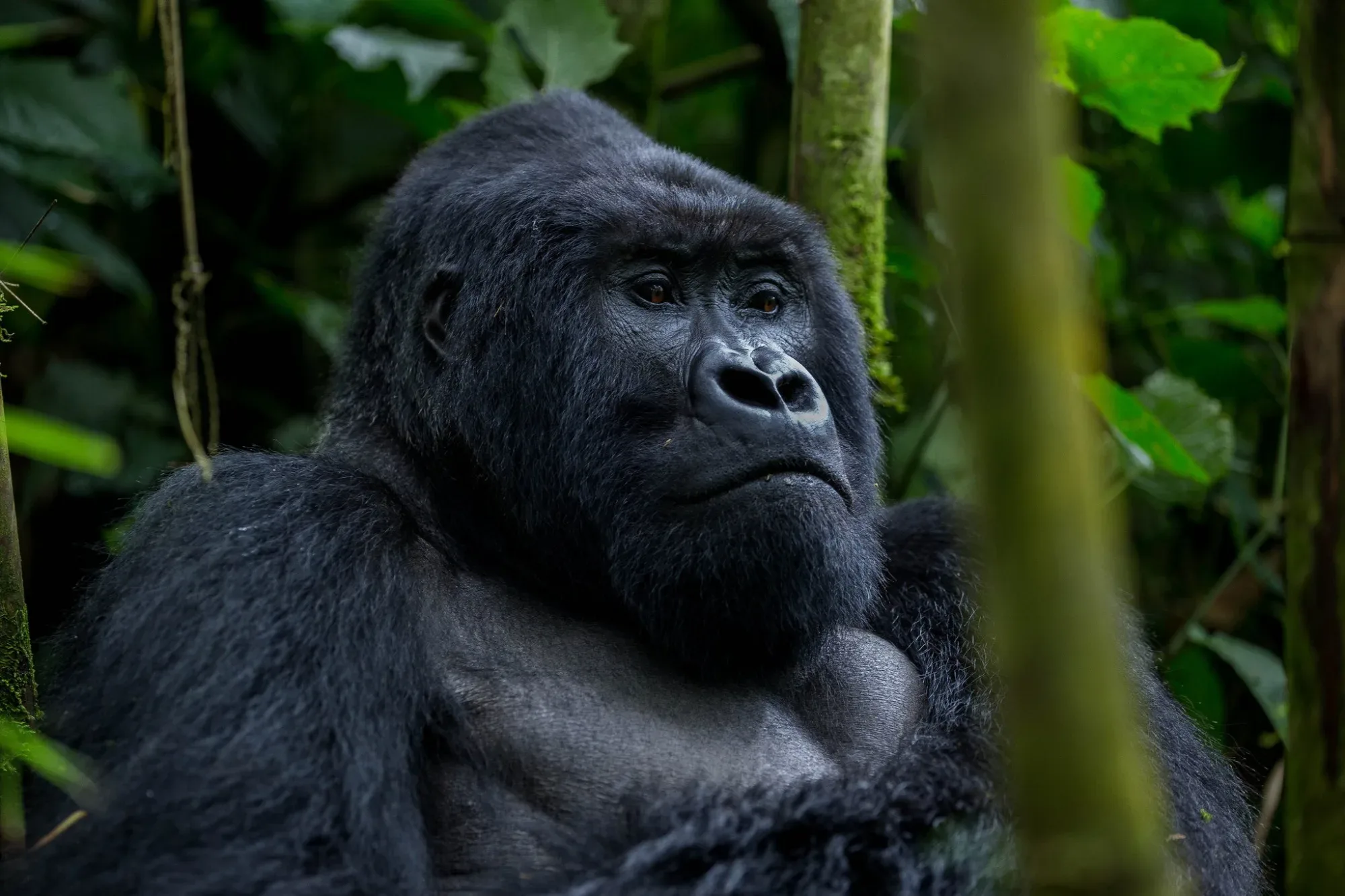 Gorilla trekking in Uganda