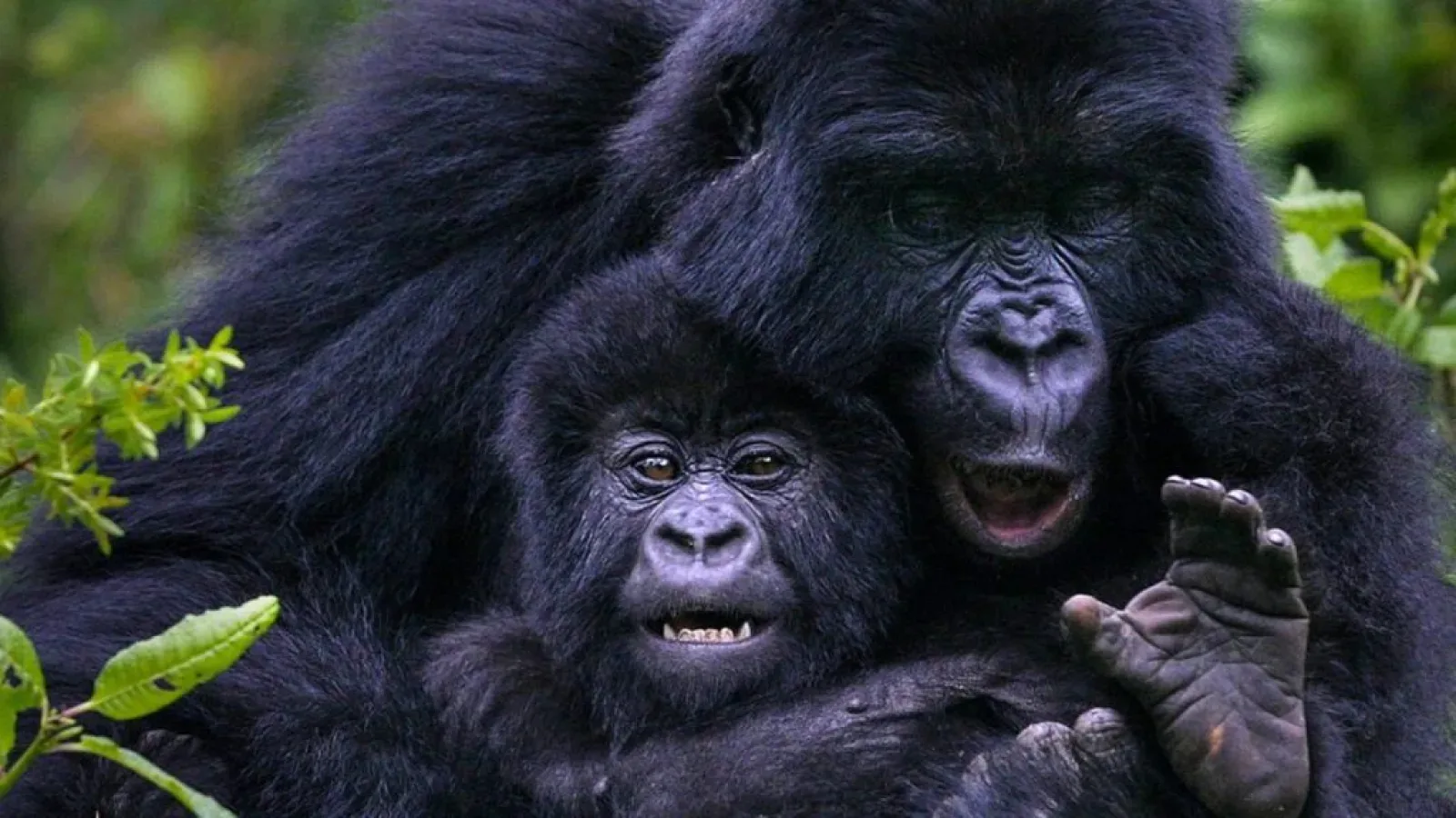 Gorilla trekking in Uganda