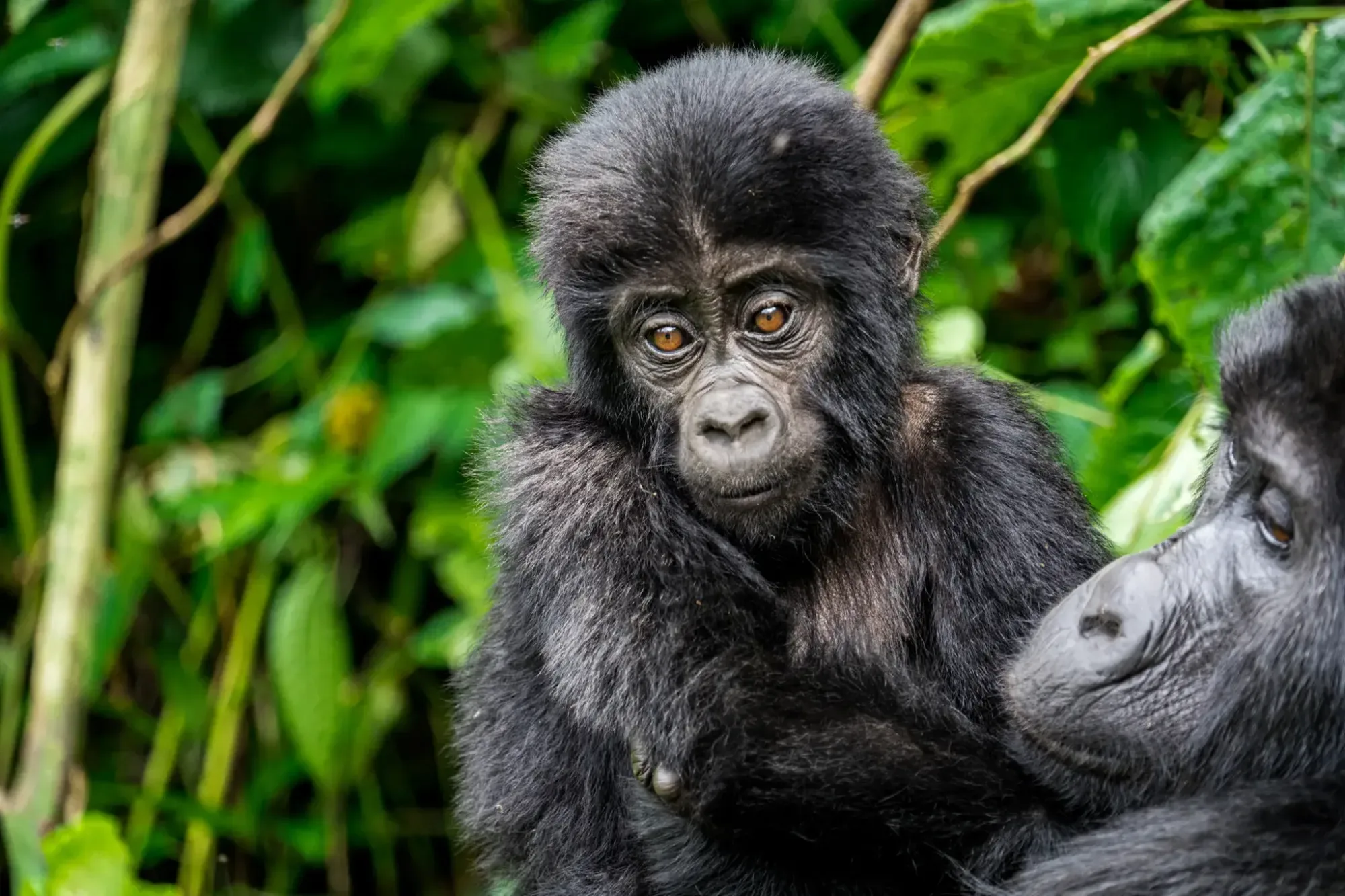 Gorilla trekking in Uganda
